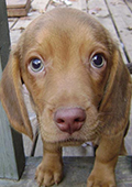biscuit.jpg