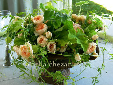 ariella-chezar