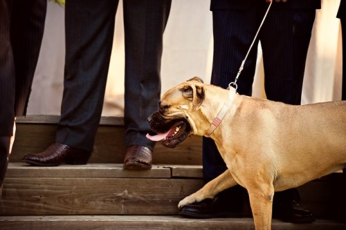 dog-at-wedding