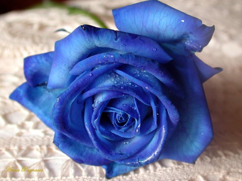 Dyed blue roses are the most breathtaking flowers.