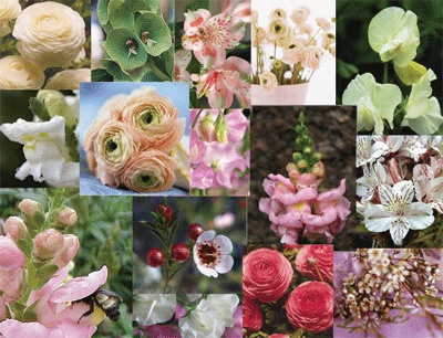 Sweet peas, ranunculas, snapdragons, alstomeria, wax flowers.