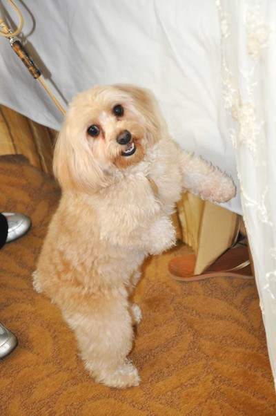 dog ring bearer