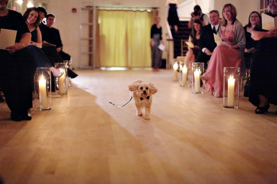 dog ring bearer