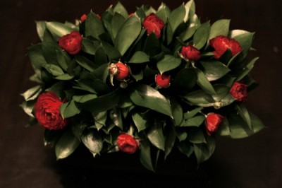 red ranunculus centerpiece red ranunculus centerpiece