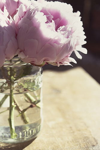 peony