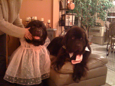 Puppies