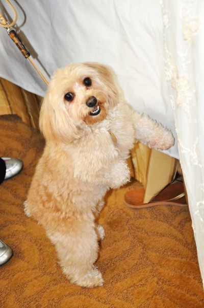 cockapoo cockapoo