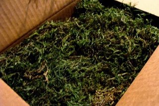 moss moss