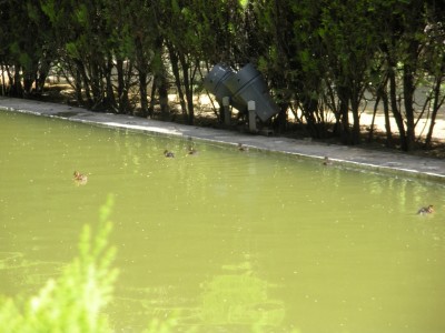 Patitos