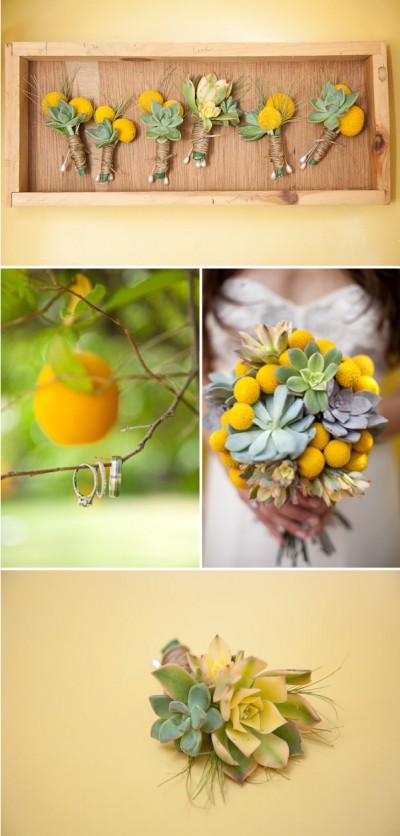 orange-succulents