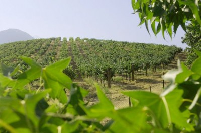 orfila1