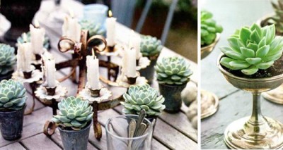 succulents_04
