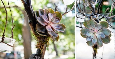 succulents_05