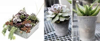 succulents_11