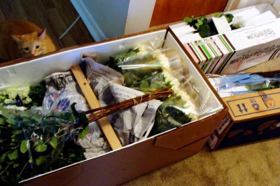 diy-flower-supplies