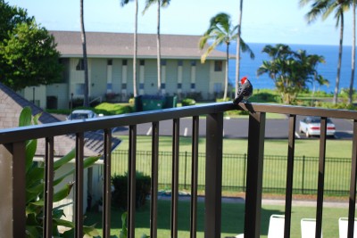 kauai