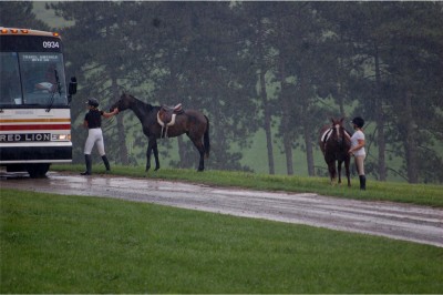 horses