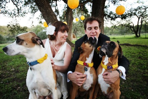 bride-and-groom-with-dogs bride-and-groom-with-dogs