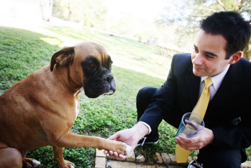dog-in-wedding dog-in-wedding