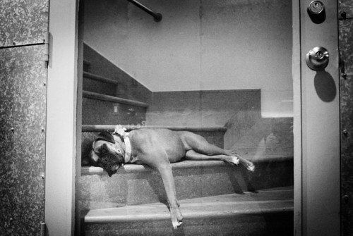 dog-tired-after-wedding dog-tired-after-wedding