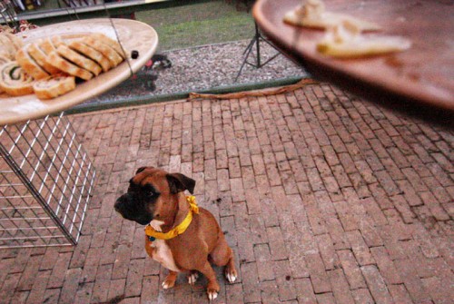 dog-with-homemade-ribbon-collar-wedding dog-with-homemade-ribbon-collar-wedding