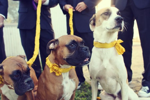 dogs-diy-yellow-ribbon-collar-and-leash dogs-diy-yellow-ribbon-collar-and-leash