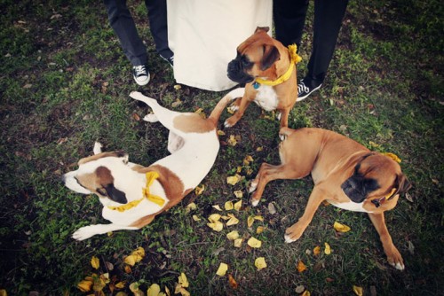 dogs-in-wedding-homemade-diy-ribbon-collars dogs-in-wedding-homemade-diy-ribbon-collars