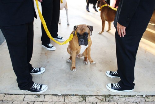 homemade-diy-ribbon-dog-leash-wedding homemade-diy-ribbon-dog-leash-wedding