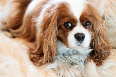 king-charles-cavalier