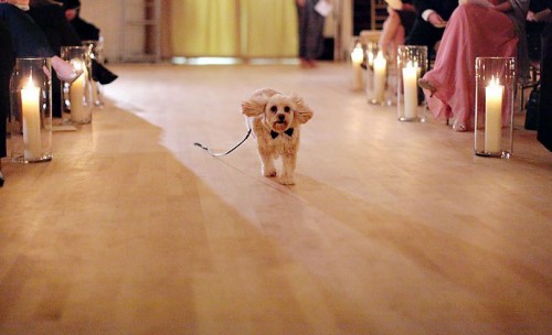 dog-ring-bearer1 dog-ring-bearer1