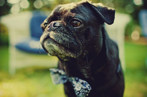pug-in-a-bow-tie pug-in-a-bow-tie