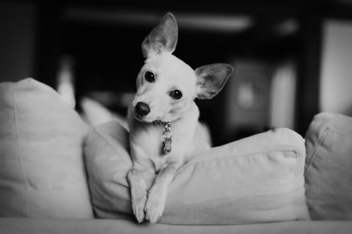 dog-in-wedding dog-in-wedding