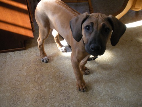 Nala the Rhodesian Ridgeback Puppy