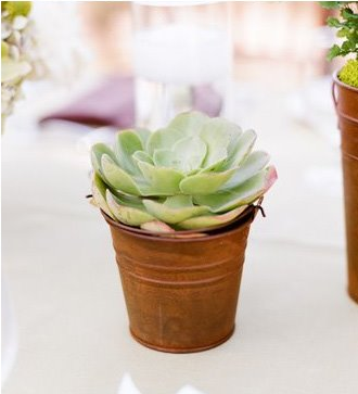 potted-succulent