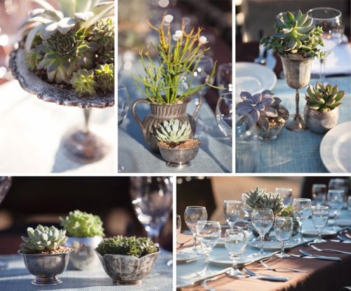 silver-succulents1