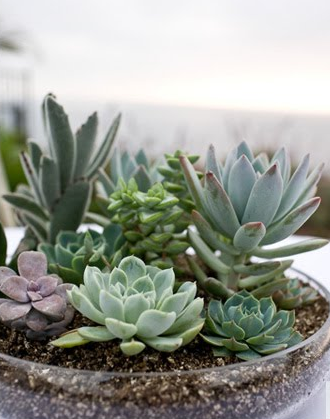 succulent-centerpieces2