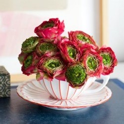 tea-cup-vase-735962