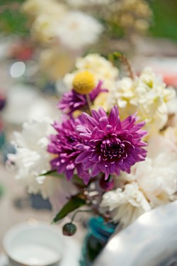 Purple Dahlias Purple Dahlias
