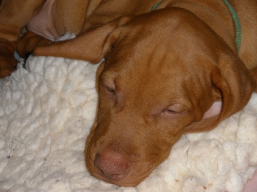 sleepy-puppy