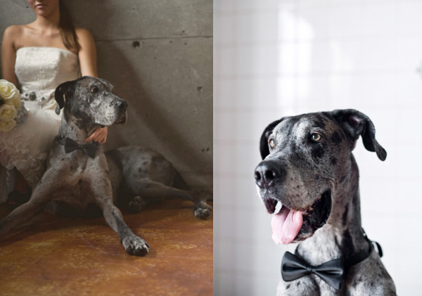 Great-Dane-Wedding