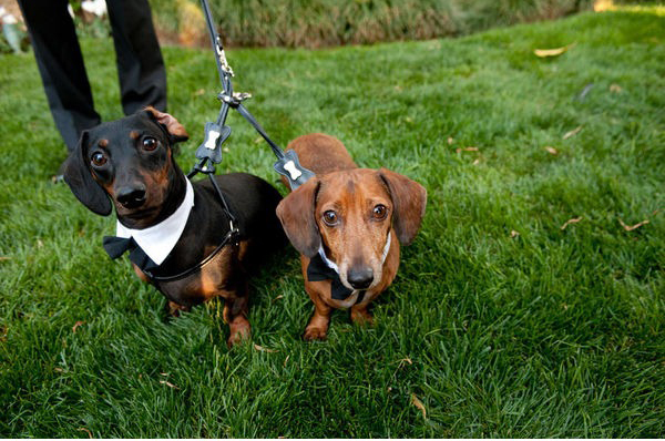 Wedding-Dachshund