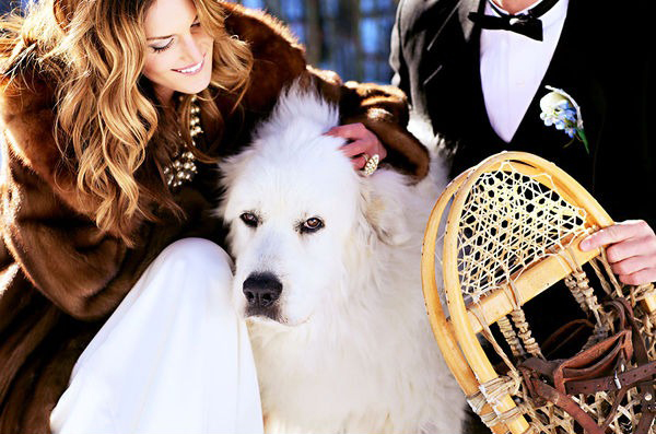 great-pyrenees-wedding