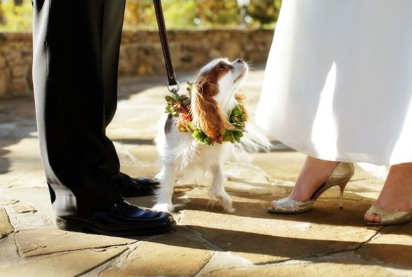 king-charles-cavalier-spaniel-wedding