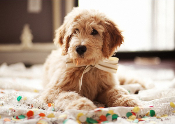 wedding-bowtie-puppy