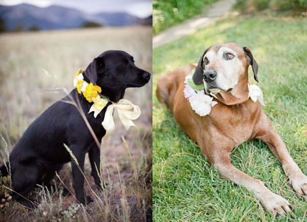 Wedding-Flower-Dog-Collars