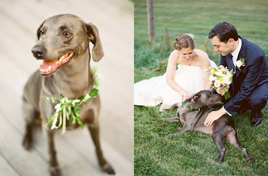 Wedding-Puppy