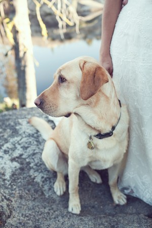 Yellow-Lab-Wedding-Dog