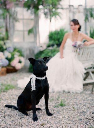 Wedding Dog Lace Collar