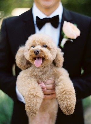 Adorable Wedding Dog