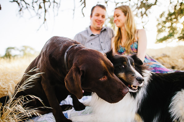 Engagement Sessions With Dogs